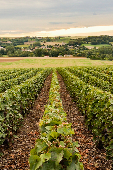 Champagne Louise Marie Bennezon vignes