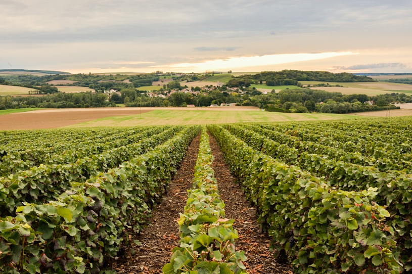 Champagne Louise Marie Bennezon VIGNES