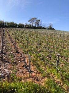 Vignes enherbées VDC